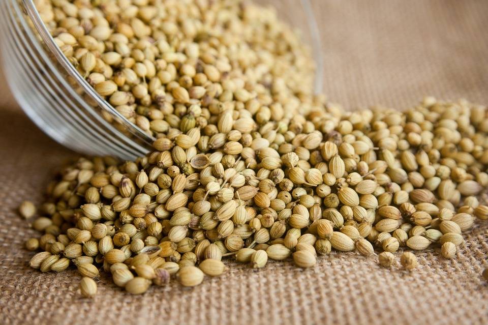 Retrouvez toutes nos recettes à base de coriandre